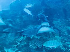 -迪拜水族馆及水下动物园