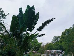 -深圳仙湖植物园
