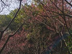 -杭州半山国家森林公园