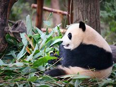 -成都大熊猫繁育研究基地