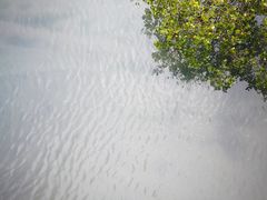 -北海金海湾红树林生态旅游区