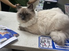 -瑞鹏宠物医院·普外科·影像科·皮肤科(城市山谷分院)