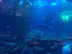 -迪拜水族馆及水下动物园