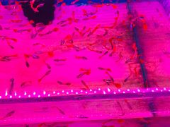 -山东柏宁水族批发广场