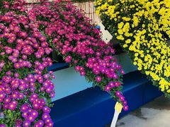 -成都濑川外国语学校