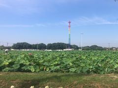 -嘉北郊野公园