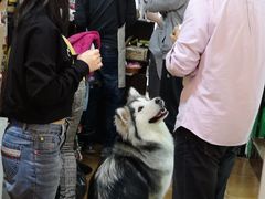 -李小姐の猫咖啡馆(五角场店)