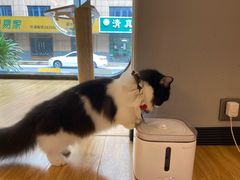 -啵啵喵·猫咖(攀华国际店)