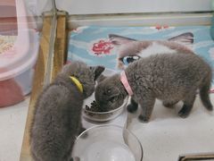 -糯米喵星人总部直营旗舰店·猫舍·幼猫出售