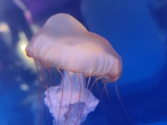 -上海海昌海洋公园