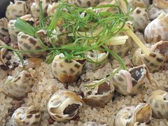 盐焗香螺-覃记海鲜美食餐厅