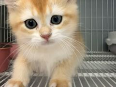 -翊宠yipet猫狗购宠庄园犬舍•猫舍