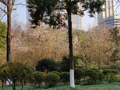 -龙头寺公园