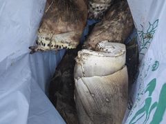 -上海佘山国家森林公园天马山园