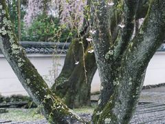 -醍醐寺
