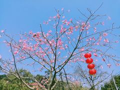 -红山村