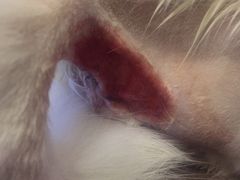 -纳吉亚猫专科动物诊疗中心(蒋宅口分院)