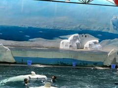 -秦皇岛乐岛海洋王国