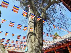 -少华山国家森林公园
