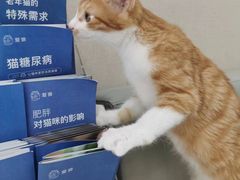 -安安宠医宠物医院·异宠·犬猫内科(岳阳分院)