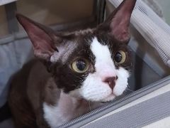 -中农国际动物医院24小时·猫科·骨科·急重症中心