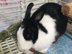 -宠物兔专门店(天丰利市场店)