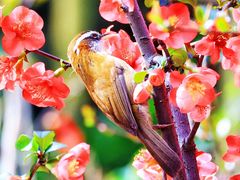 -成都大熊猫繁育研究基地-熊猫厨房