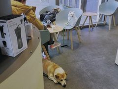 大堂-Seesaw Coffee(苏州中心店)