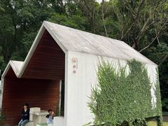 -银湖山郊野公园-相思林