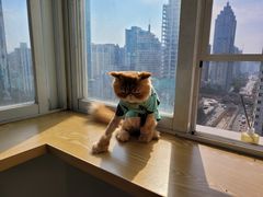 -Heymao猫咖.咖啡厅(东门店)