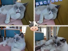-泰国佛·塔罗·泰牌狐仙古曼