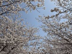 -高东镇樱花园