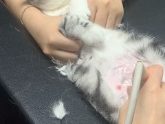-伟伟宠物医院·CT影像中心·瑞派犬猫综合性门诊(汉口总院)