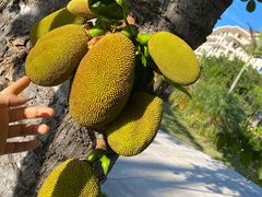 -惠州金海湾嘉华度假酒店