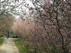 -洛阳市隋唐城遗址植物园