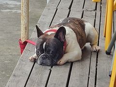 -丰收渔港饭店(嵊泗店)