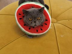 -1013 PET SHOP精品宠物商店(丁香店)
