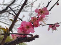 -八大山人梅湖景区