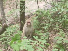 -内乡宝天曼生态旅游区