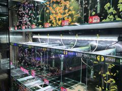 -武汉花鸟市场