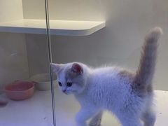 -小猫来了·猫咪专售(红山六九七九店)