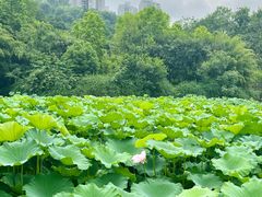 -龙头寺公园