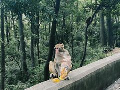 -黔灵山公园