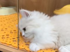 -欣宠猫屋·矮脚拿破仑·蓝金金渐层