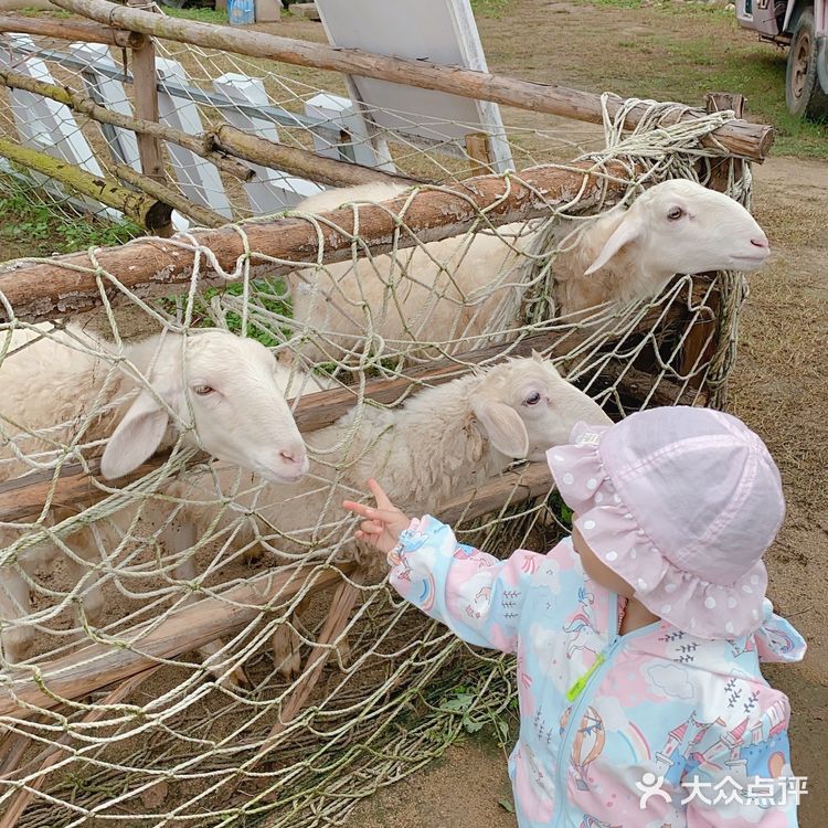 花町美学营地，西安近郊遛娃，挖沙萌宠和玩耍
