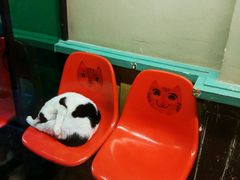 -猫咪博物馆(顶澳仔猫街店)