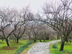 -香雪海