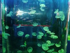 -顺德南宏海立方海洋公园