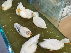 -苏州艺都古玩花鸟市场