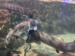 -太平洋海底世界